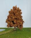 Oak tree late fall Profi